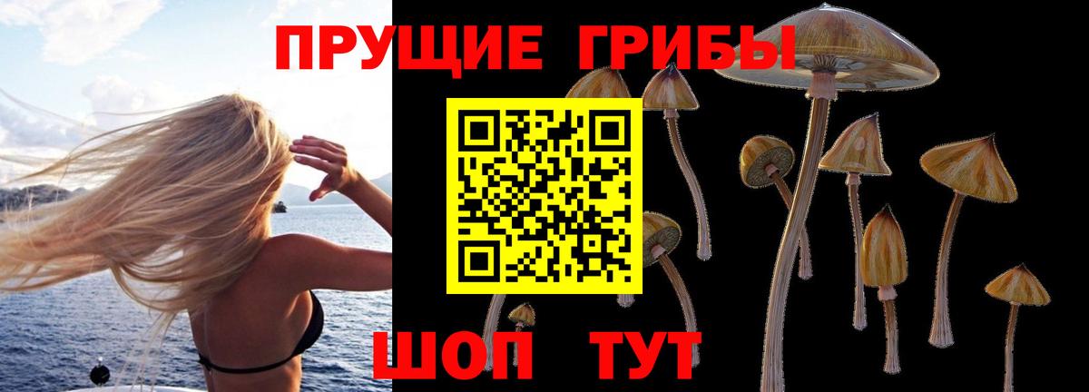 Новороссийск  цены   Вход с VPN  Галлюциногенные грибы Psilocybe 